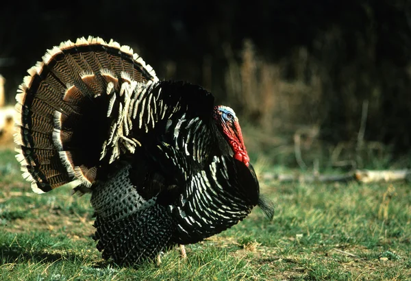 Wild turkey KALKONTUPP struttade — Stockfoto