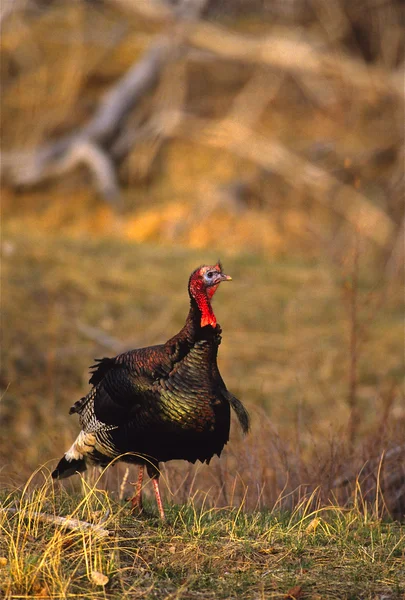 Wild turkey KALKONTUPP — Stockfoto