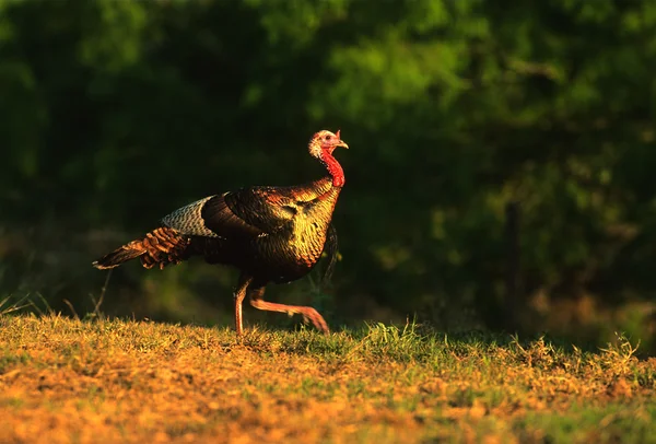 Wild Turkey Gobbler — Stock Photo, Image