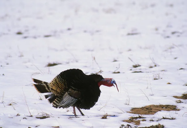Wilde kalkoen gobbler strutting in sneeuw — Stockfoto