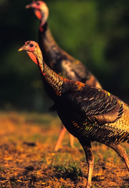 Wild Turkey Gobblers — Stockfoto