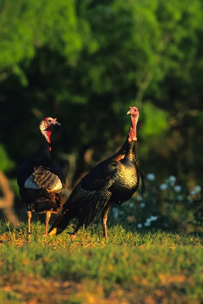 Wild Turkey Gobblers — Stock Photo, Image