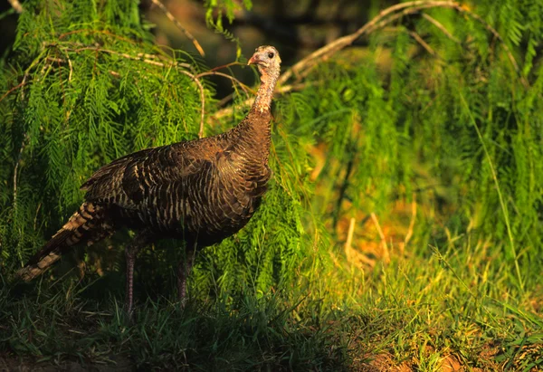 Wild turkey höna — Stockfoto