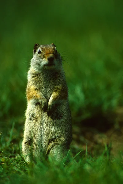 경고 유인타 다람쥐 — 스톡 사진