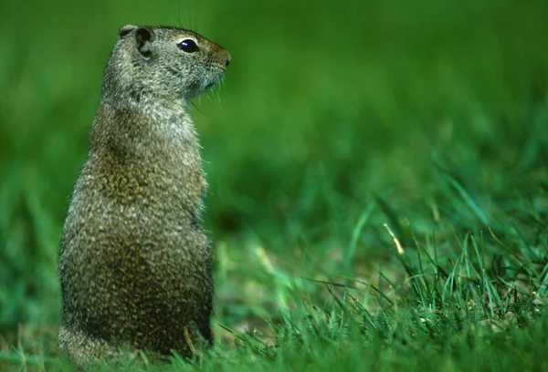 경고 유인타 다람쥐 — 스톡 사진