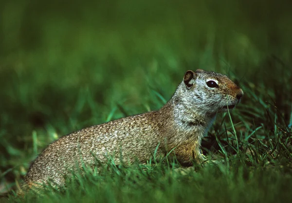 Uinta Ground Squirrel — Stock Photo, Image