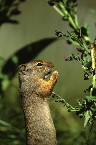 Uinta έδαφος σκίουρος τρώει — Φωτογραφία Αρχείου