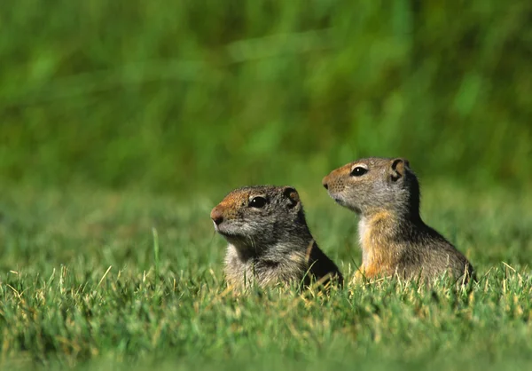 Uinta Ground Squirrels — Stock Photo, Image