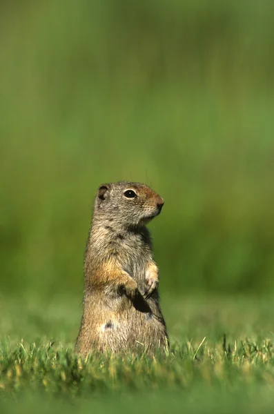 Alert Uinta Ground Squirrel — Stock Photo, Image