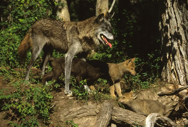 Wolf női, kölyökkutya — Stock Fotó