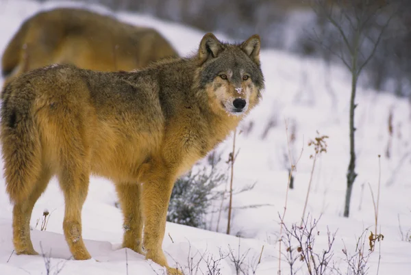 Lobo no inverno — Fotografia de Stock