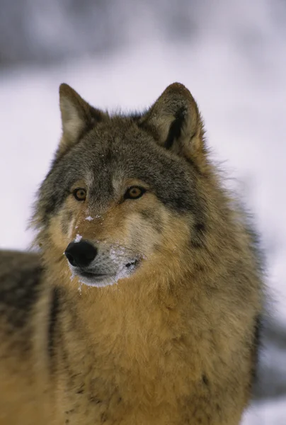 Wolf portret in de winter — Stockfoto
