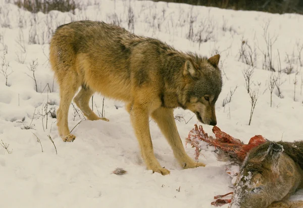 Wolf frisst Hirschkadaver — Stockfoto