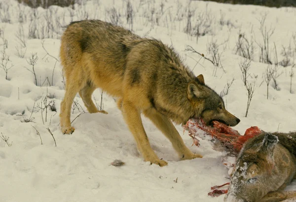 Lupo che si nutre della carcassa di cervo — Foto Stock