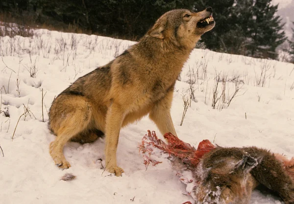 Loup Défendre sa nourriture en hiver — Photo
