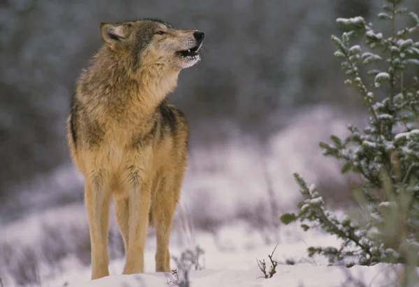 Wolf howling in sneeuw — Stockfoto