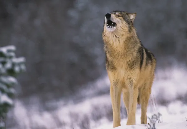 Farkas üvöltött a hóban — Stock Fotó