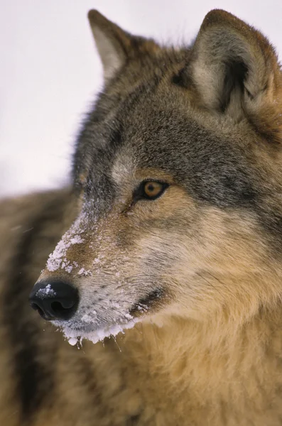 Retrato de lobo no inverno — Fotografia de Stock