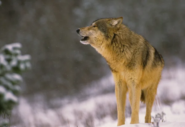 Wolf howling in sneeuw — Stockfoto