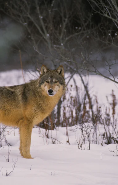 雪のオオカミ — ストック写真