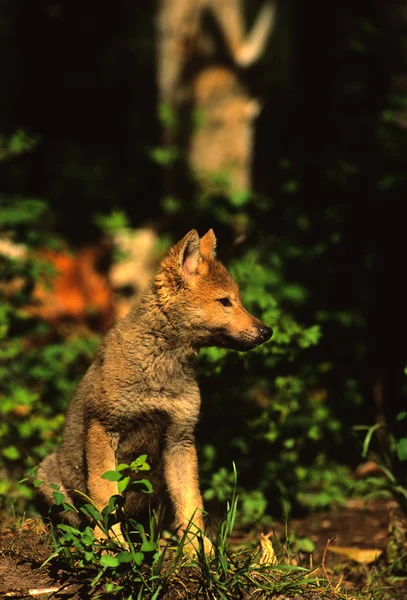 Lobo cachorro en Den — Foto de Stock