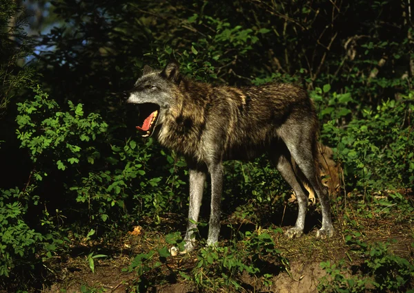 Χασμουρητό λύκος — Φωτογραφία Αρχείου