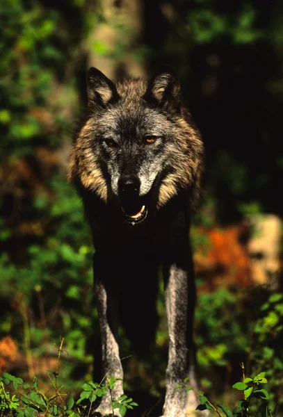 Wolf staande hoofd op — Stockfoto