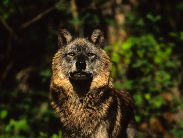 Portrait de loup — Photo