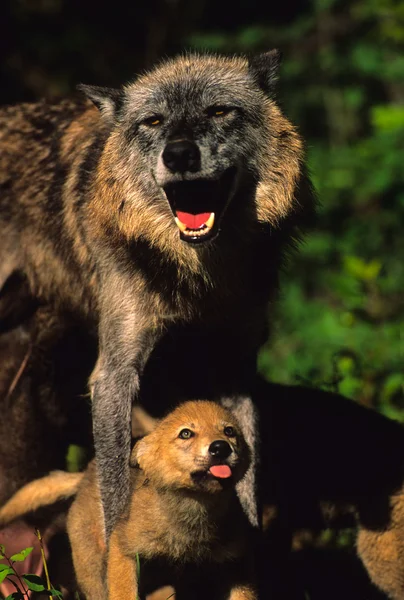 Λύκος θηλυκό με το κουτάβι — Φωτογραφία Αρχείου