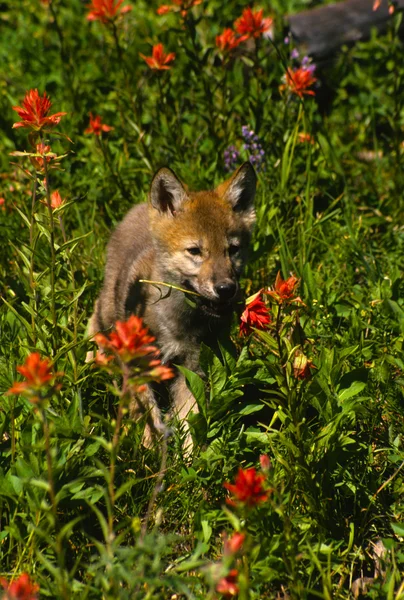 Λύκο κουτάβι στα λουλούδια — Φωτογραφία Αρχείου