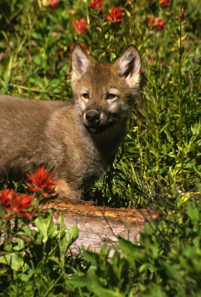 꽃에서 늑대 강아지 — 스톡 사진