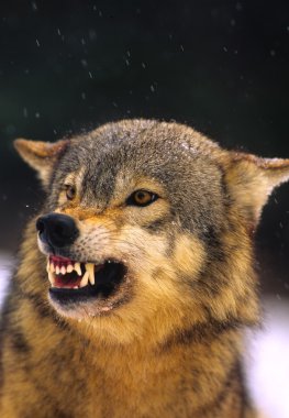 Wolf Snarling clipart