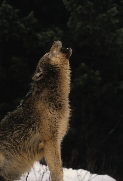 冬の狼の遠吠え — ストック写真