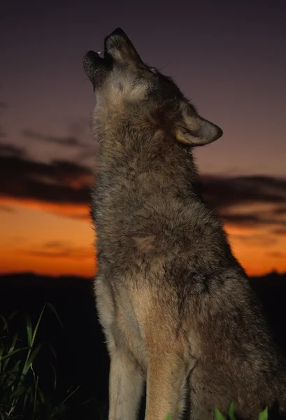 Heulender Wolf im Sonnenuntergang — Stockfoto