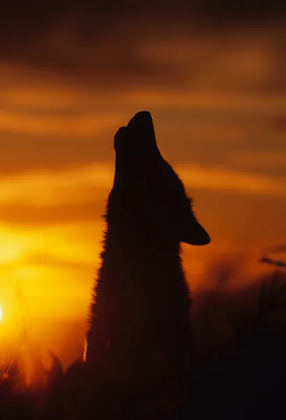Huilende wolf in zonsondergang — Stockfoto