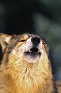 Wolf Portrait Howling clipart