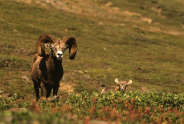 Bighorn koyun ram