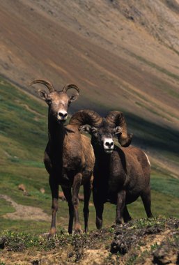 Two bighorn sheep clipart