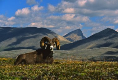 Bighorn koyun ram