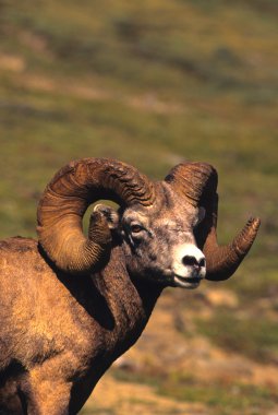 Bighorn koyun ram