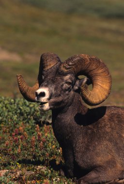 Bighorn koyun ram