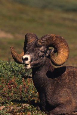 Bighorn Sheep Ram clipart