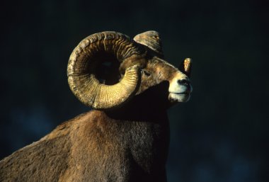 Bighorn Sheep Ram clipart