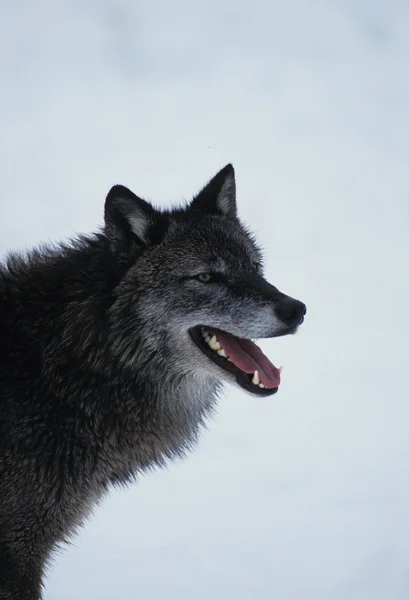 オオカミの肖像画 — ストック写真