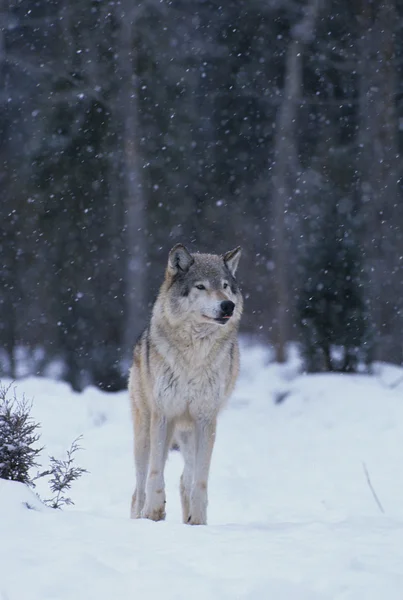 Wilk w śniegu — Zdjęcie stockowe