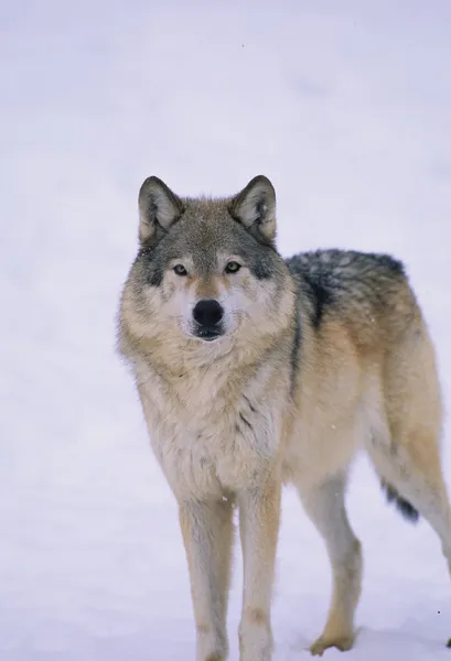 Wolf in sneeuw — Stockfoto