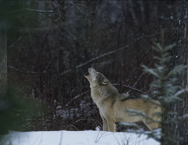Hylende ulv om vinteren - Stock-foto
