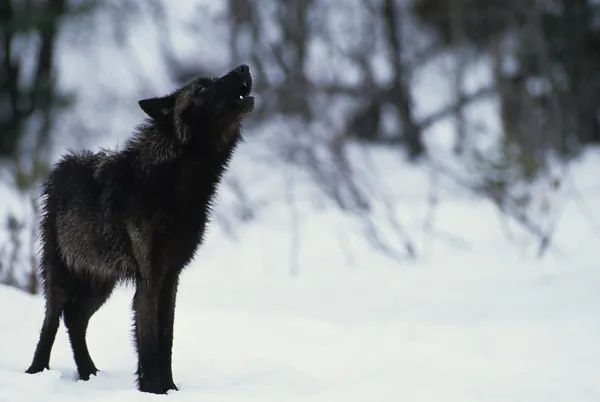 Lobo uivando no inverno — Fotografia de Stock