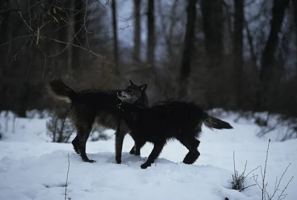 Lobos jugando en la nieve — Foto de Stock