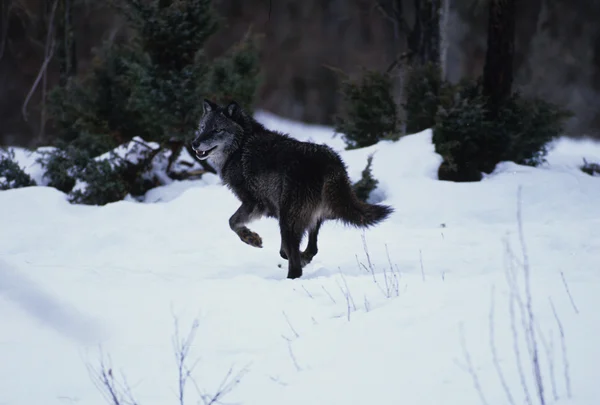 Волк бежит в снегу — стоковое фото